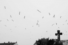 Les oiseaux